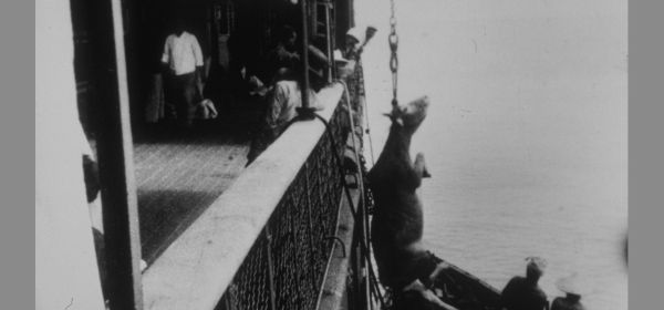 Embarquement d’un bœuf à bord d’un navire