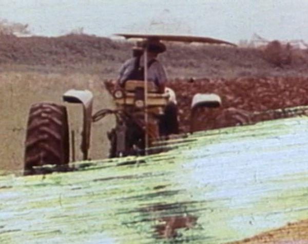 Winterwheat