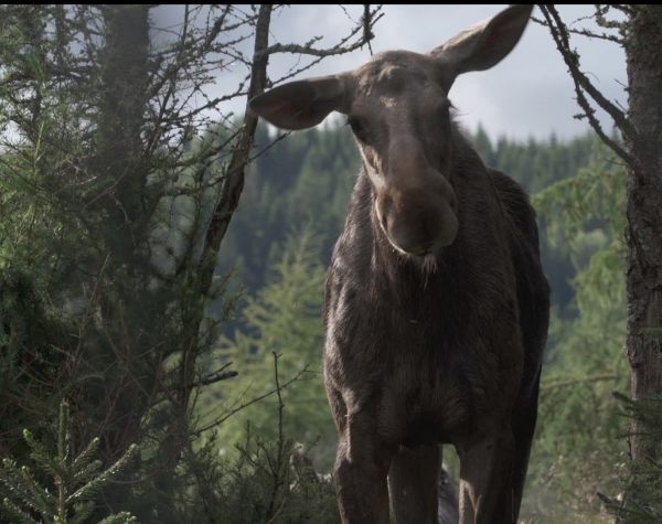 AMOOSED: a moose odyssey