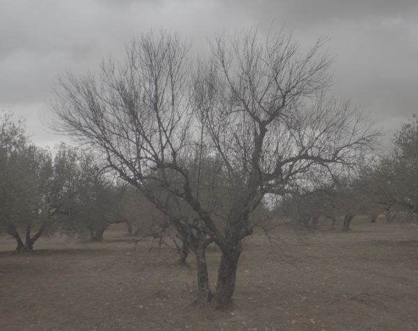 Save the Olive Tree