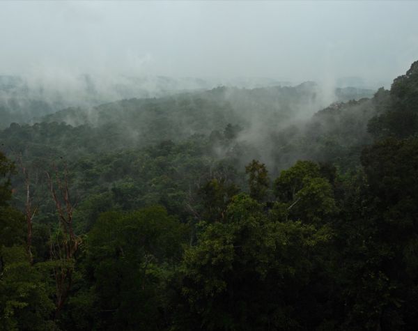 We Are the Fruits of the Forest