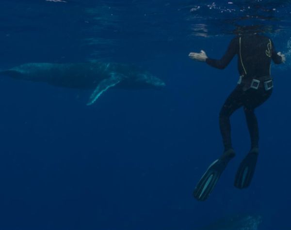The Musician and the Whale