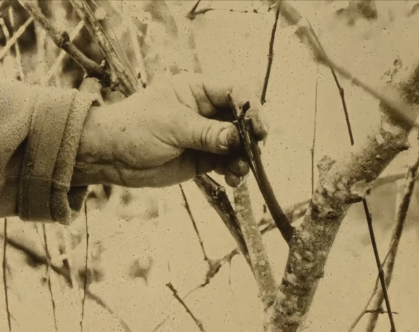 Composting Cinema: Essays on the Soil