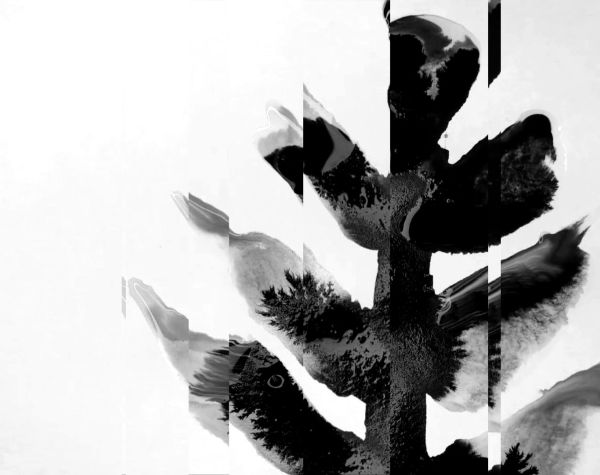 Flowers and Dust