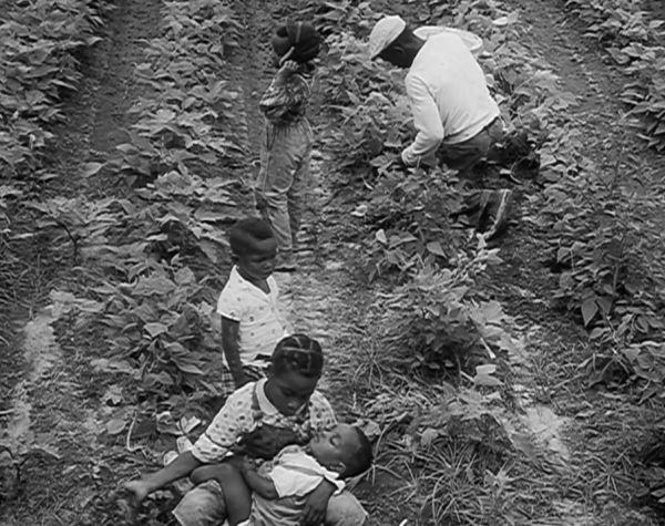 Harvest of Shame