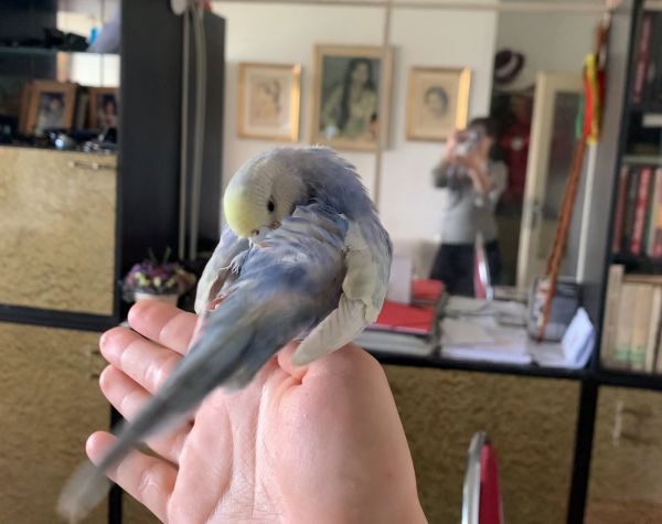Birdie