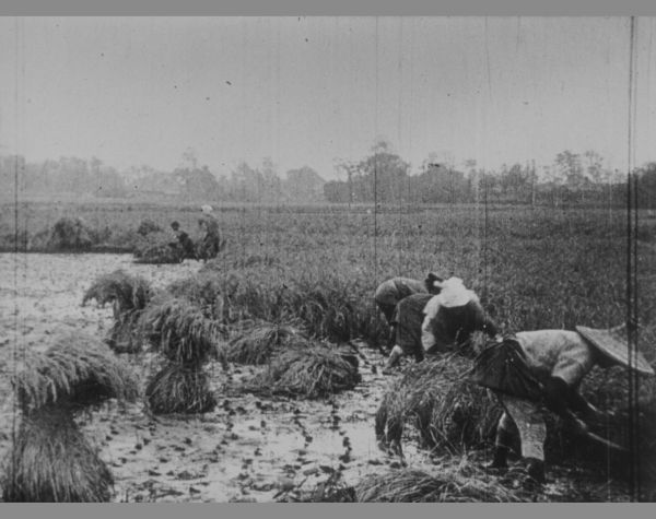 Rice Harvest