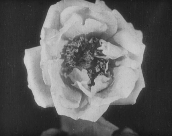 The Birth of a Flower