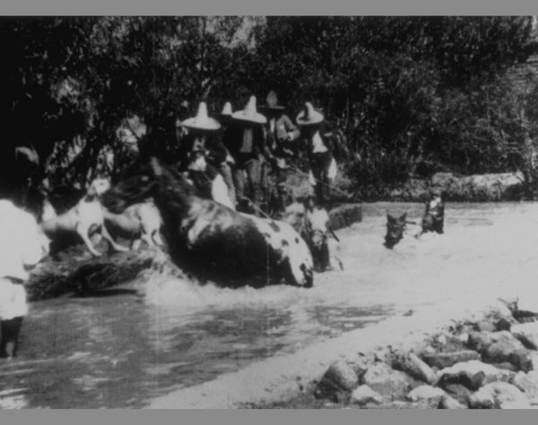 Horses Bathing