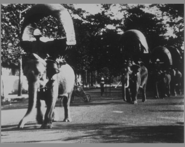 Elephant March in Phnom Penh